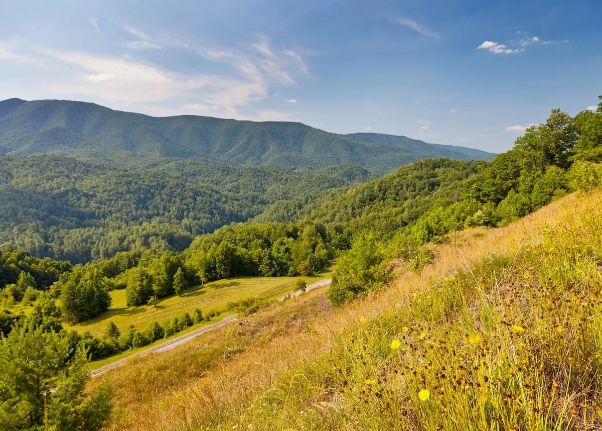 Forested Appalachian mountain ridges and a grassy hillside with yellow wildflowers under a blue summer sky. Photo by Dustin Lifford.